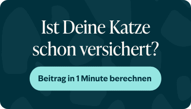 Blog banner Is jouw kat al verzekerd Mobiel NL &ndash; 1