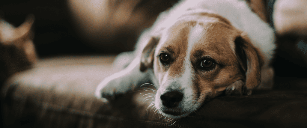 Allergie beim Hund: h&auml;ufige Formen, Symptome und Behandlung