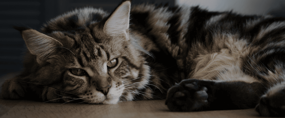 Gelbsucht bei Katzen