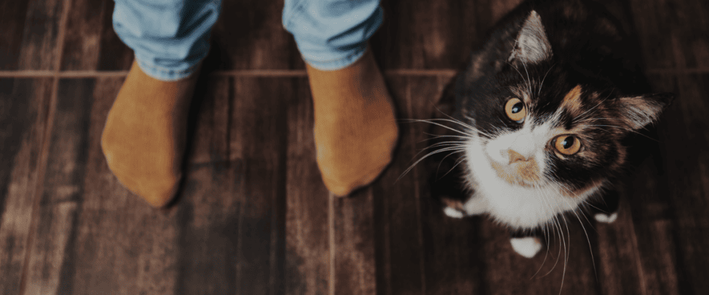 Katzenversicherung: Ja oder nein?
