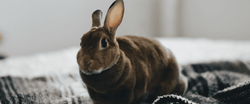 Warum grunzt und niest mein Kaninchen?