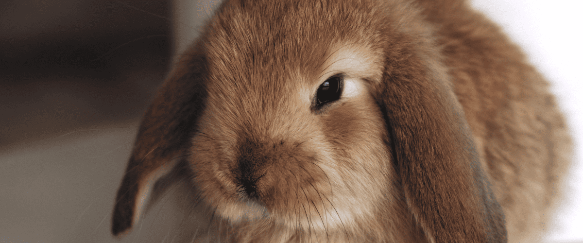 Beliebte Kaninchenrassen
