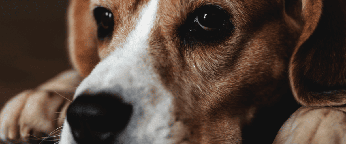 Hundekrankenversicherung für alte Hunde