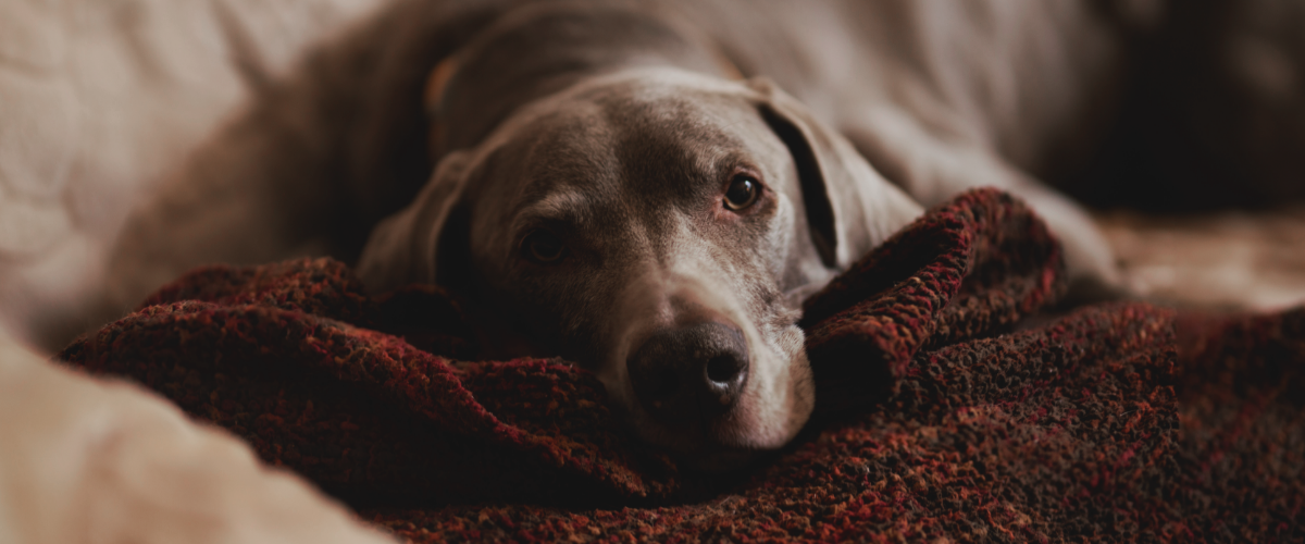 Hundekrankenversicherung für ältere Hunde