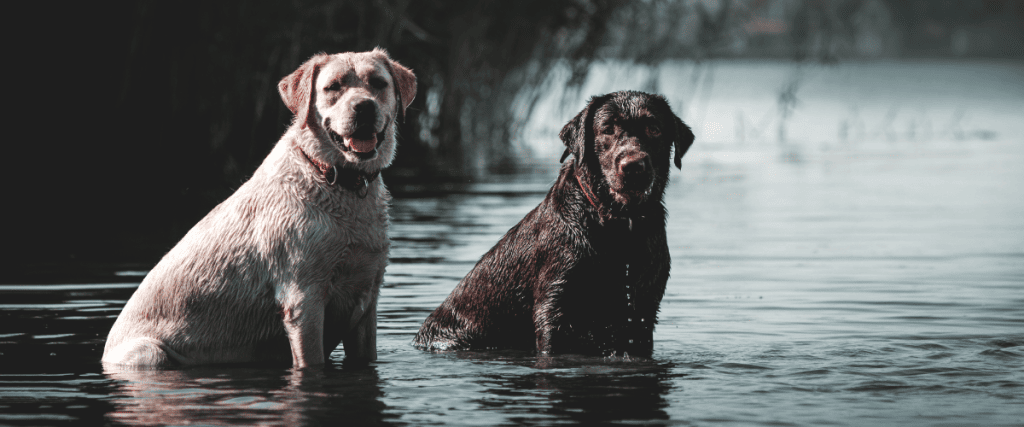 Hundekrankenversicherung für mehrere Hunde