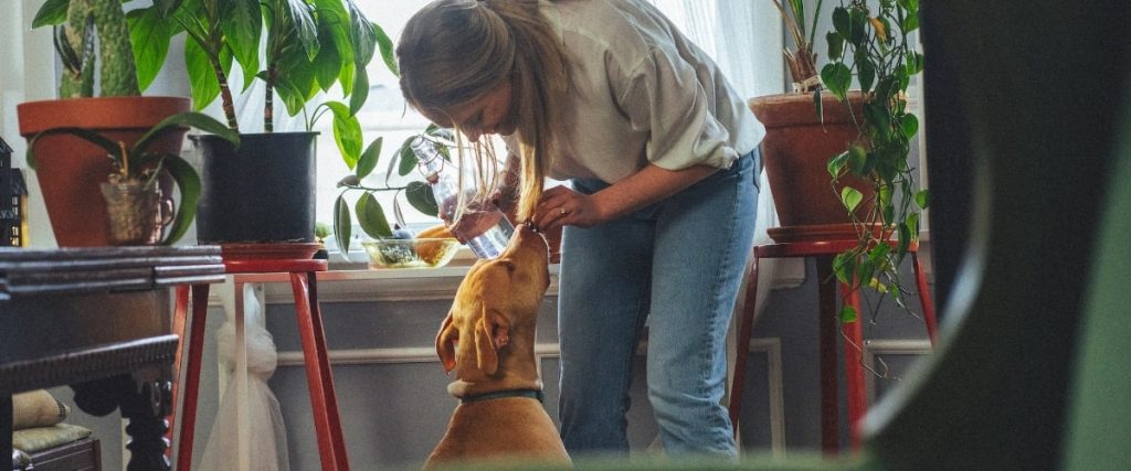 Nahrungsergänzung und Leckerlis für Hunde