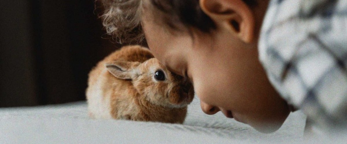 Wie zeigt ein Kaninchen Zuneigung