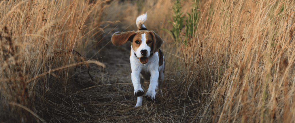 Beagle Welpe