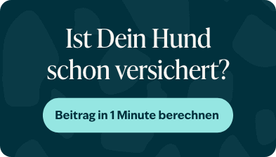Blog banner Is jouw hond al verzekerd Mobiel NL &ndash; 1