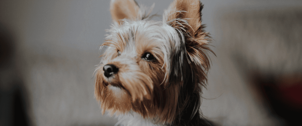 Cairn Terrier