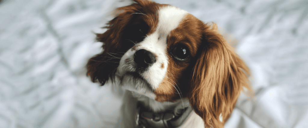 Cavalier King Charles Spaniel