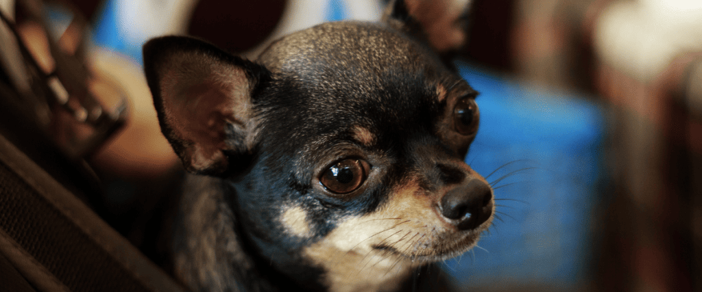 Chihuahua Welpen Erziehung