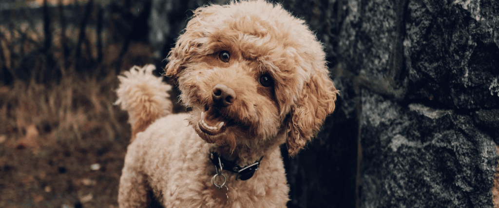 Mein Hund ist geschlechtsreif, was jetzt?