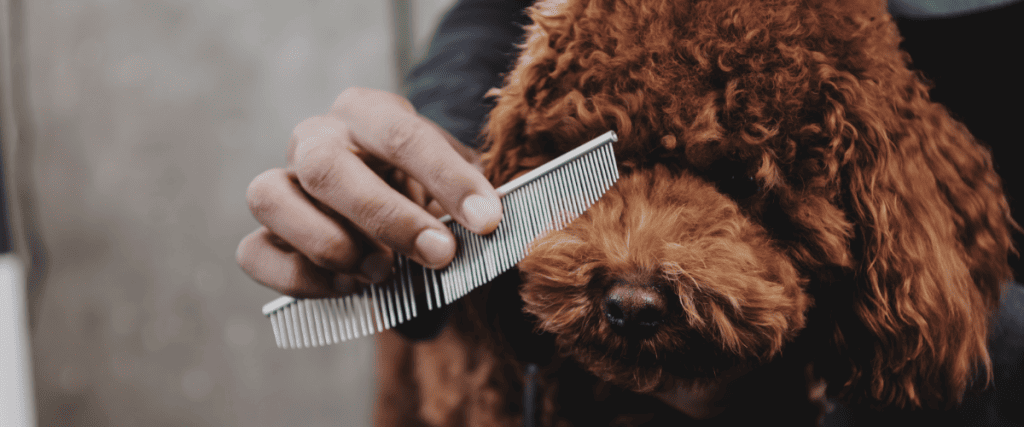 Einen Hund b&uuml;rsten &ndash; So macht man es richtig