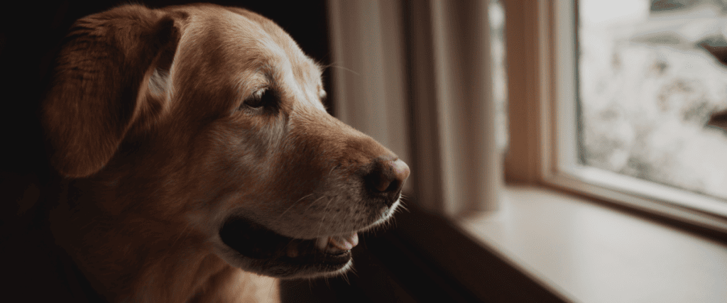 Hund will im Regen nicht Gassi gehen &ndash; was tun?