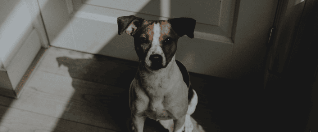 Kastration beim Hund, was muss ich wissen?