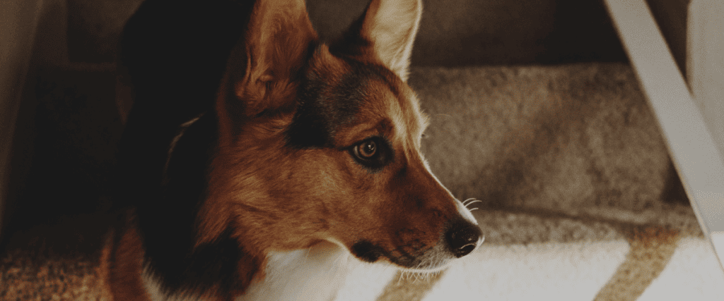 Wurmkur beim Hund: das sollten Sie bei der Entwurmung beachten
