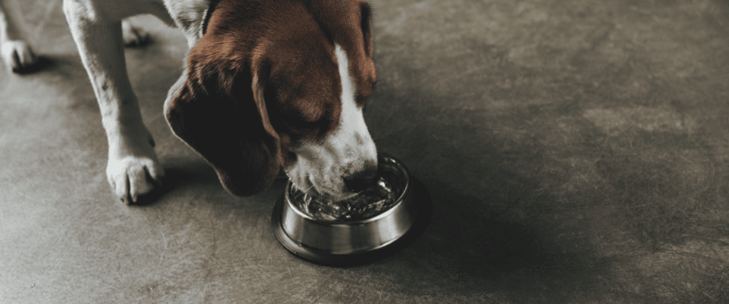 5 Tipps damit Ihr Hund mehr trinkt