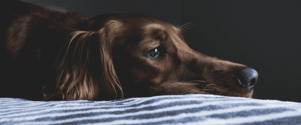 Irish Setter kaufen, was muss ich wissen?