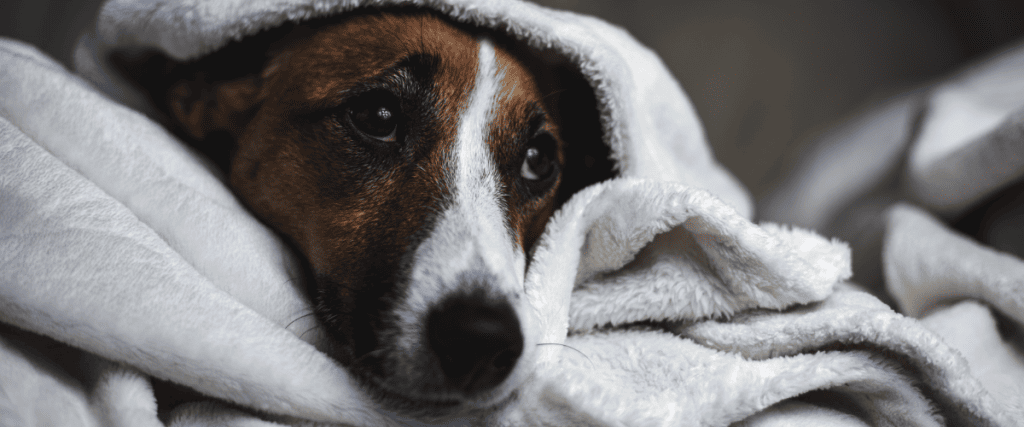 Silvester mit Hund: so gelingt die Feier ohne Stress