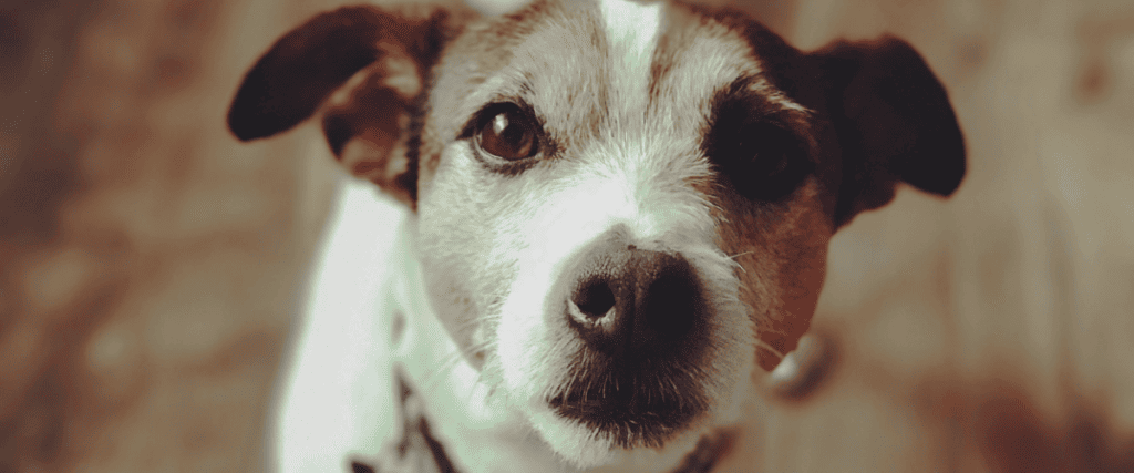 Hotspot beim Hund: Ursachen und Behandlung