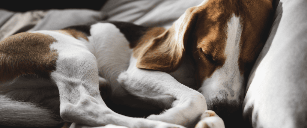 Hundebox-Training: Hilfsmittel f&uuml;r Ihren Hund!