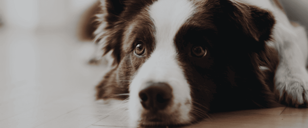 Hund und Baby: so funktioniert das Zusammenleben
