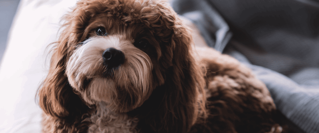 Fellwechsel beim Hund: Tipps zu Ern&auml;hrung und Pflege