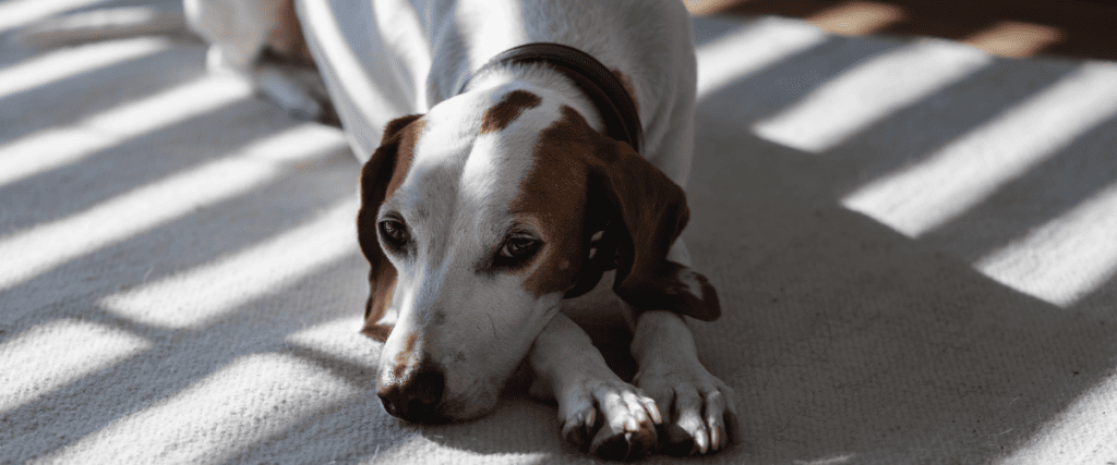 Leishmaniose beim Hund, was muss ich wissen?
