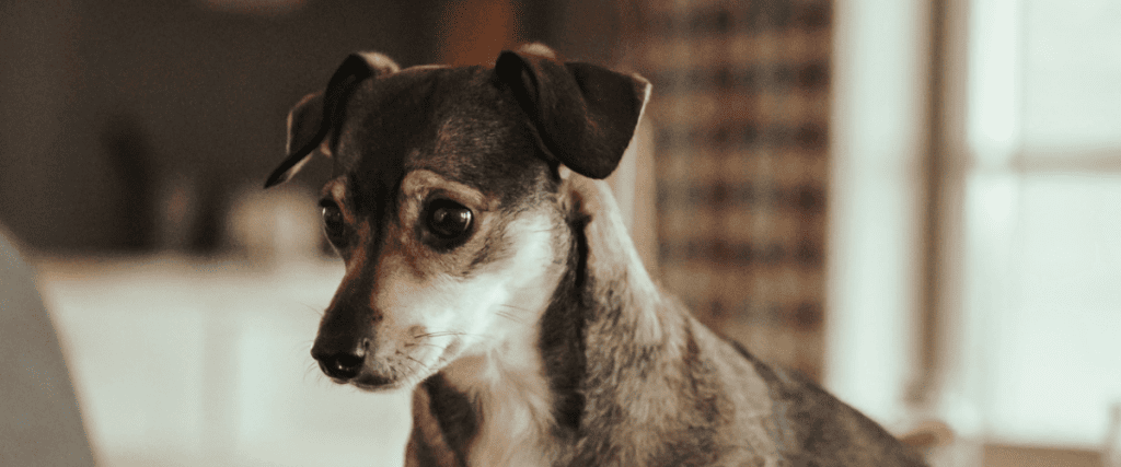 Tierarztkosten beim Hund: so teuer sind Behandlungen wirklich!
