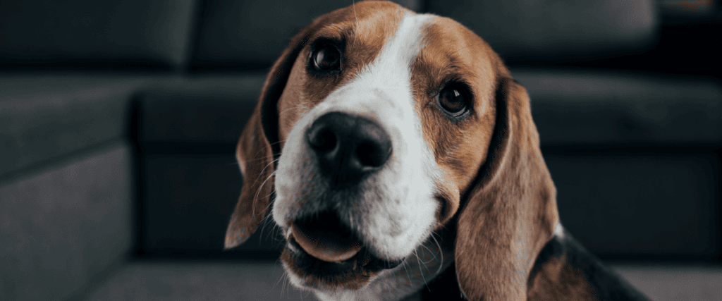 Welche Hundekrankenversicherung ist die beste?