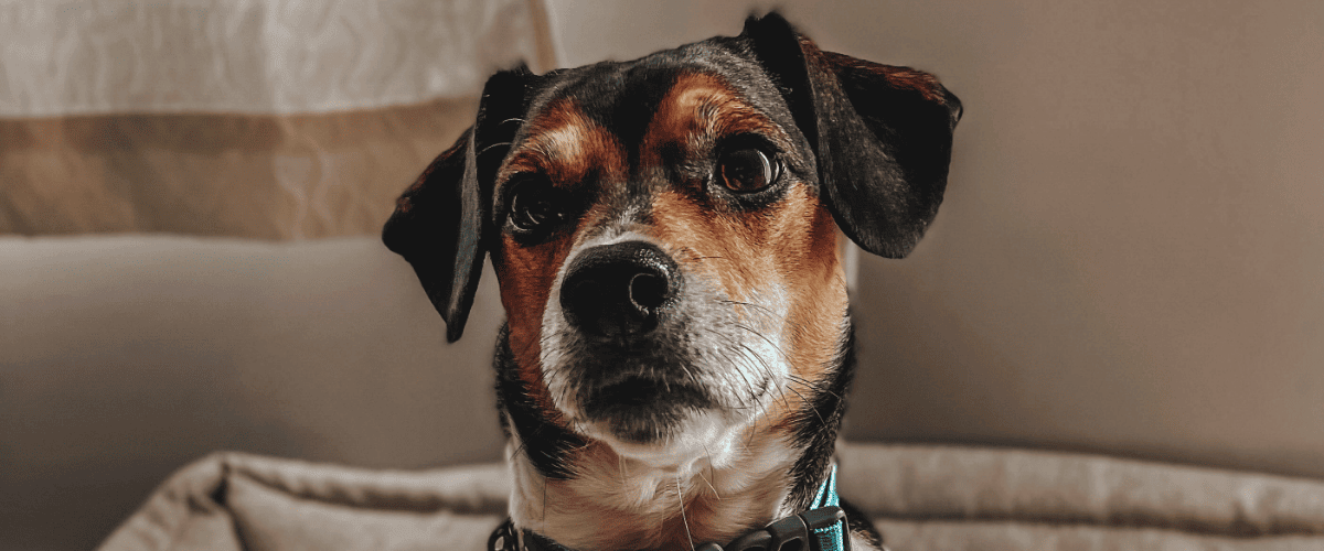 D&uuml;rfen Hunde Bananen essen