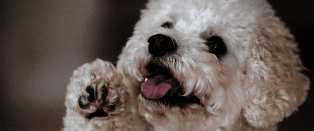 Warum niesen Hunde (im Spiel)?