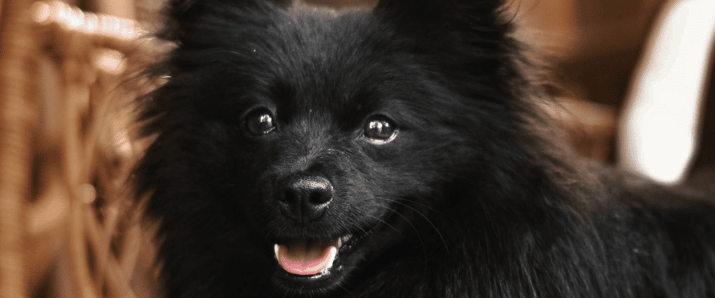 Hund g&auml;hnt viel, was bedeutet das?