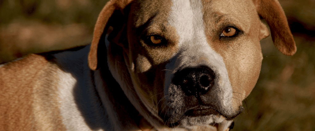 Pitbull Erziehung: Sie haben es in der Hand