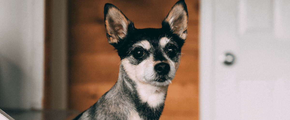 Hundeversicherung im Vergleich