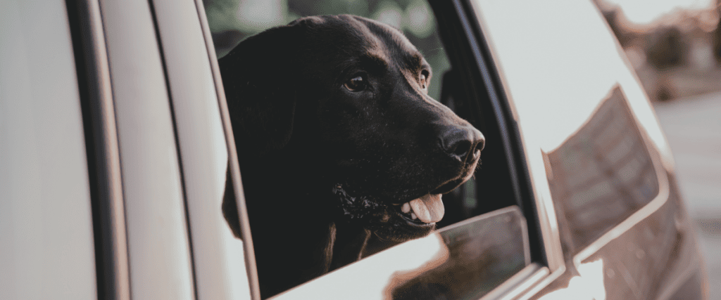 Urlaub mit Hund, was muss ich wissen?