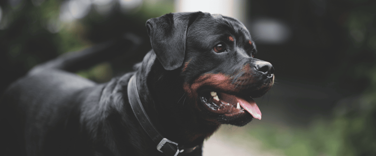 Hund Z&auml;hne putzen
