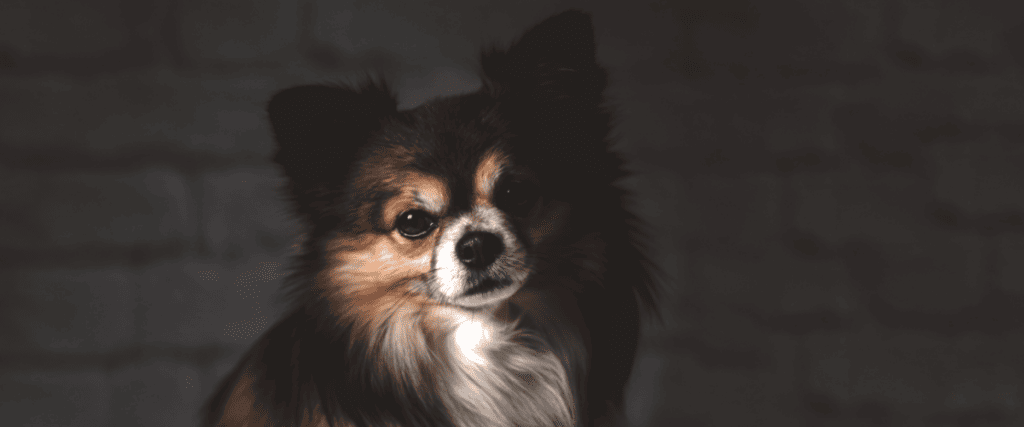 Langhaar Chihuahua