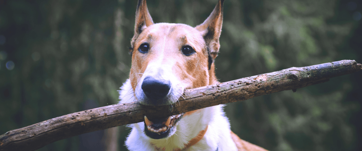 Kurzhaarcollie