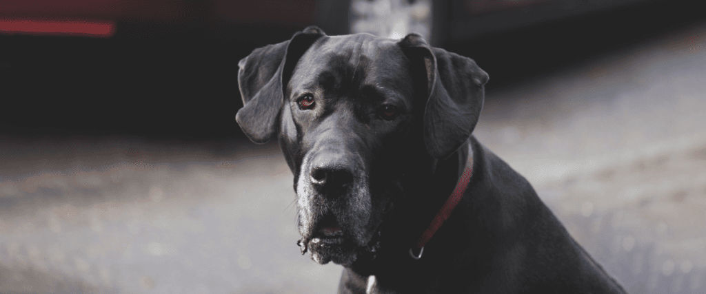 Deutsche Dogge kaufen, was muss ich wissen?