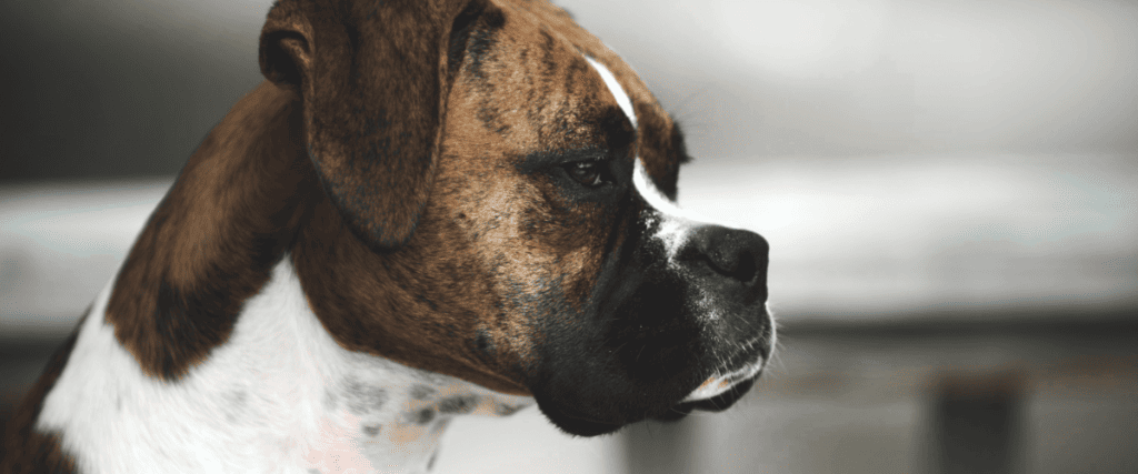Deutscher Boxer kaufen, was muss ich wissen?