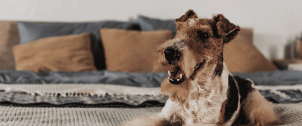 Foxterrier kaufen, was muss ich wissen?