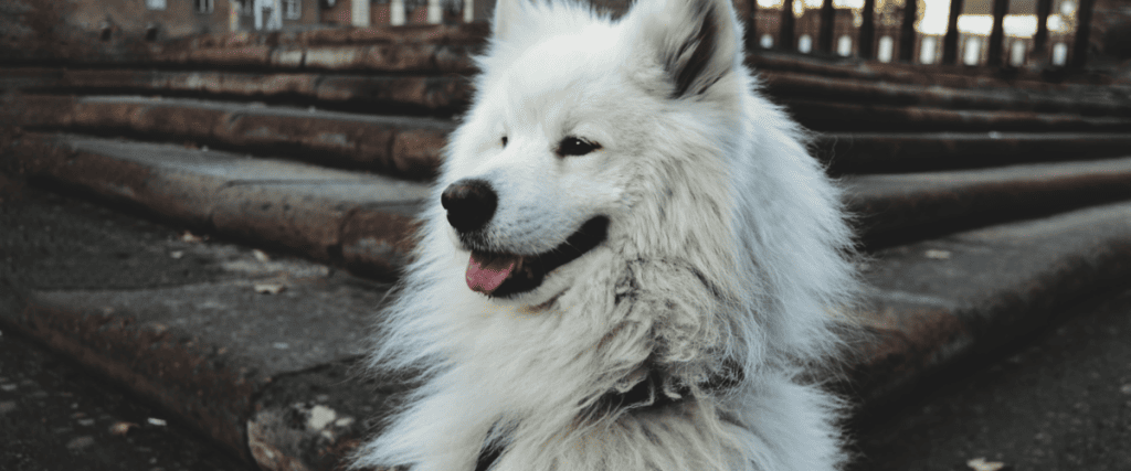 Samojede Hund kaufen, was muss ich wissen?