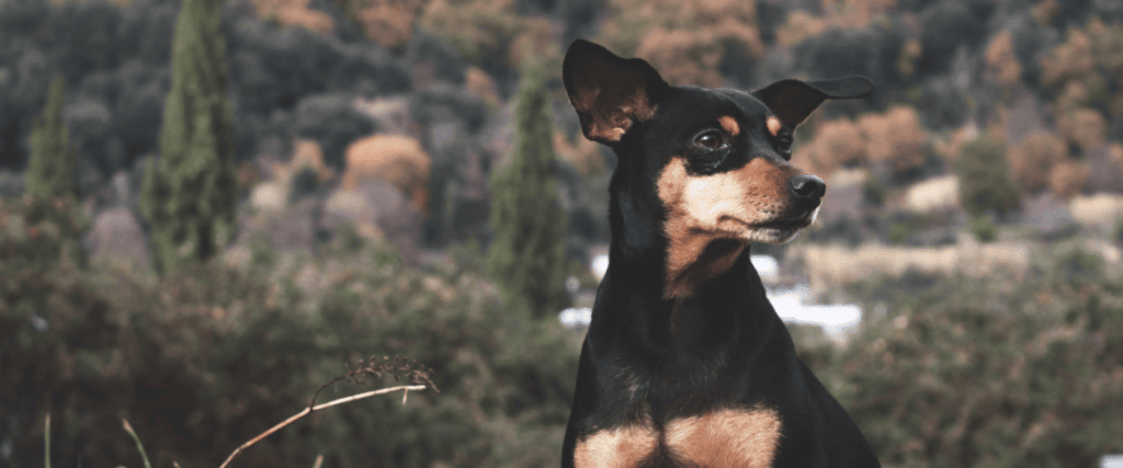 Deutscher Pinscher kaufen, was muss ich wissen?
