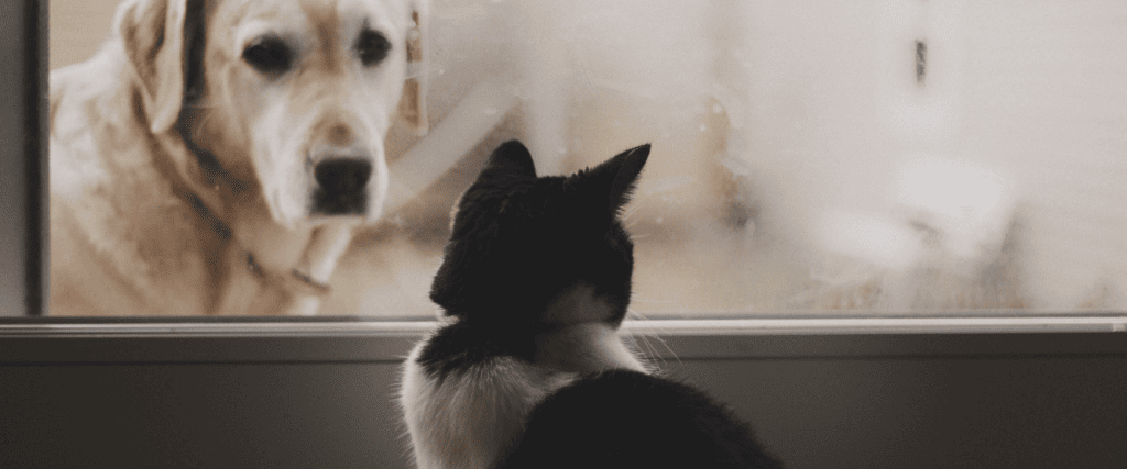 Hund und Katze aneinander gew&ouml;hnen