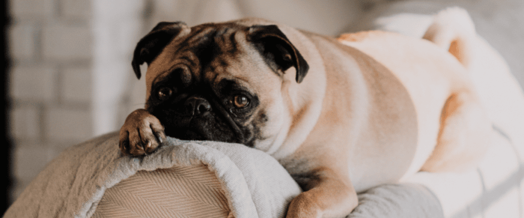 Hundekrankenversicherung f&uuml;r Mops