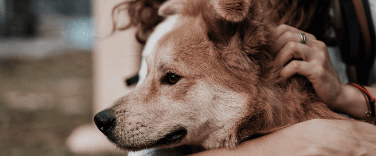 Psychotherapie mit Hund