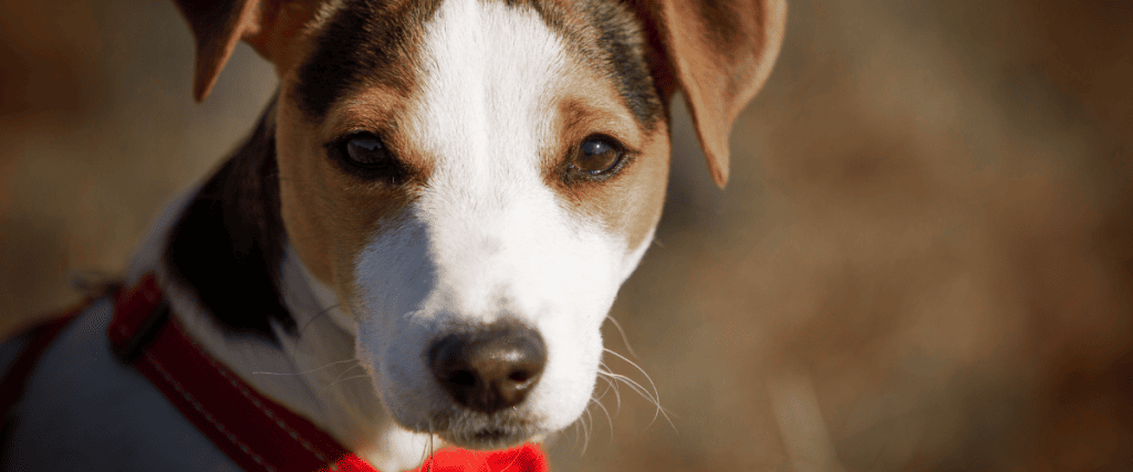 Jack Russell Terrier