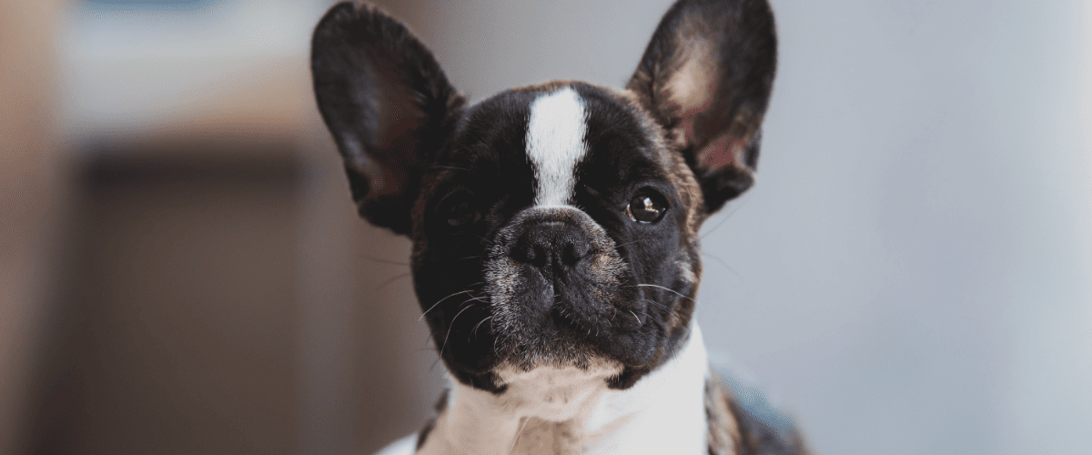 Hundekrankenversicherung für Französische Bulldogge